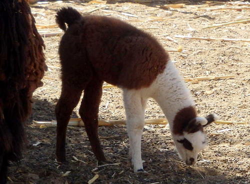 Baby Lama.